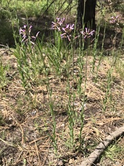 Boechera divaricarpa