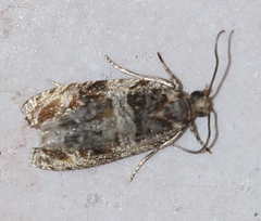 Celypha flavipalpana