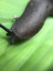 Diplosolenodes occidentalis