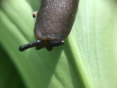 Diplosolenodes occidentalis