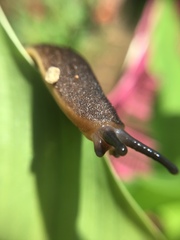 Diplosolenodes occidentalis