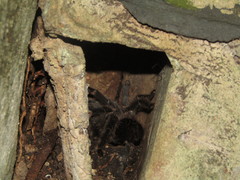 Lasiodora
