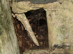 Lasiodora
