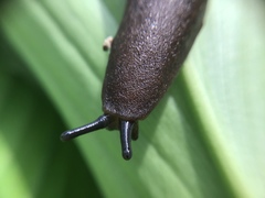 Diplosolenodes occidentalis