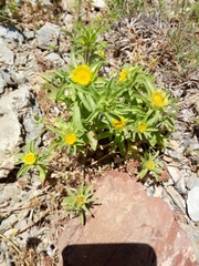 Asteriscus aquaticus