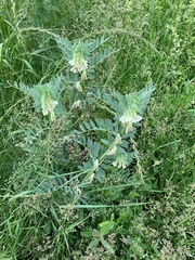 Vicia pannonica