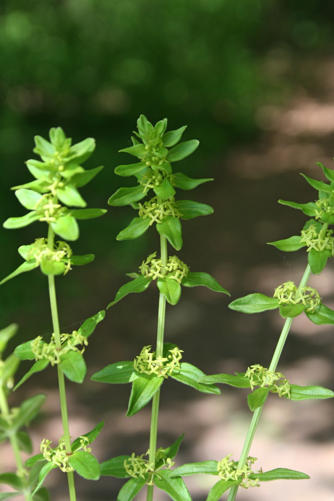Cruciata