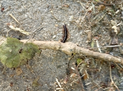 Strongylosoma