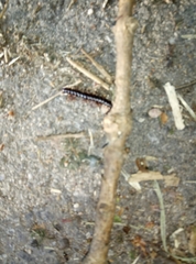 Strongylosoma