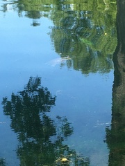 Trachemys scripta scripta