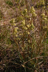 Valeriana edulis