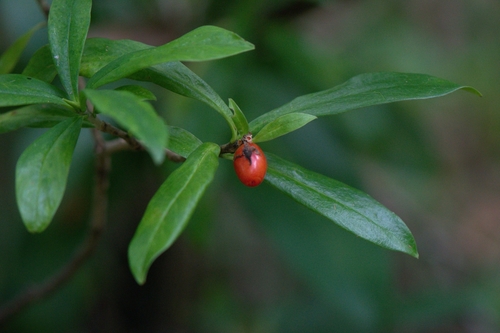 Image of Daphne papyracea by (c) Ramnarayan K, some rights reserved (CC BY)