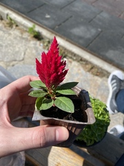 Celosia spicata