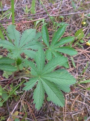 Potentilla chrysantha