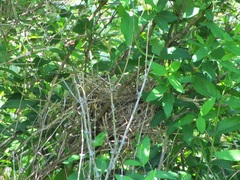 Dumetella carolinensis