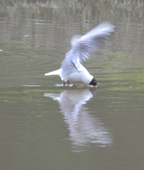 Chroicocephalus ridibundus