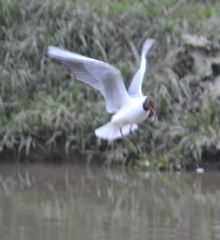 Chroicocephalus ridibundus