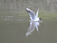Chroicocephalus ridibundus