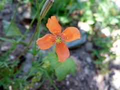 Papaver purpureomarginatum