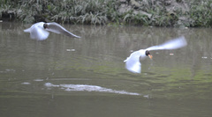 Chroicocephalus ridibundus