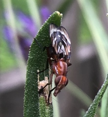 Tritoxa incurva