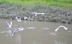 Chroicocephalus ridibundus