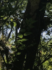 Melanerpes carolinus image