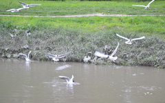 Chroicocephalus ridibundus