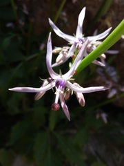 Petromarula pinnata