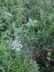 Festuca heterophylla