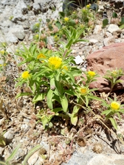 Asteriscus aquaticus