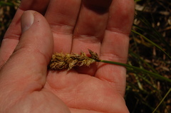 Carex sartwellii