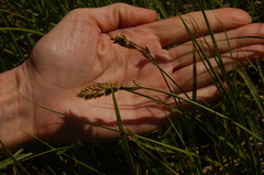 Carex sartwellii