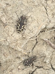 Cicindela tranquebarica kirbyi