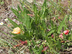 Oenothera howardii