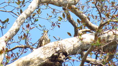 Hierococcyx sparverioides