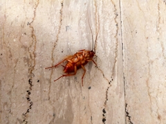 Periplaneta americana