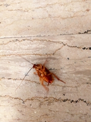 Periplaneta americana