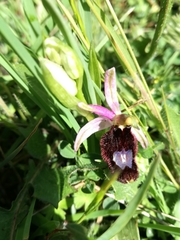 Ophrys bertolonii