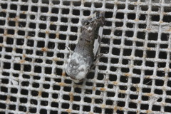 Acontiinae