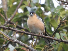 Fringilla coelebs canariensis