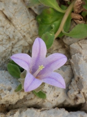 Campanula saxatilis