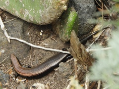 Chalcides viridanus