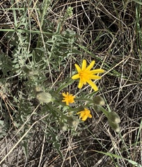 Crepis occidentalis