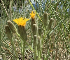 Crepis occidentalis