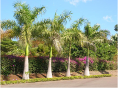Arecaceae