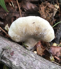 Tyromyces fumidiceps