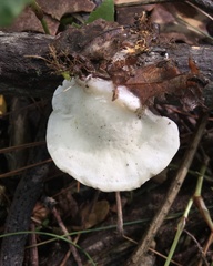 Tyromyces fumidiceps