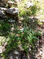 Papaver purpureomarginatum