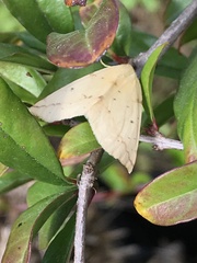 Neoterpes edwardsata
